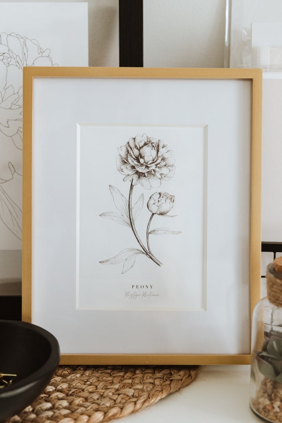Botanical Peony flower print, Peony giclee print, black and white floral ink illustration, fine art flower drawing