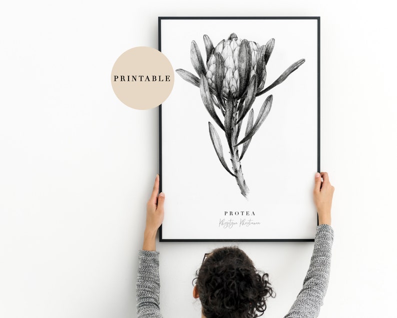 May include: A black and white printable art print of a Protea flower with the text "Protea, King Protea" below the image.