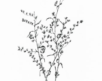 May include: A black and white line drawing of a cluster of delicate wildflowers with small buds and leaves.