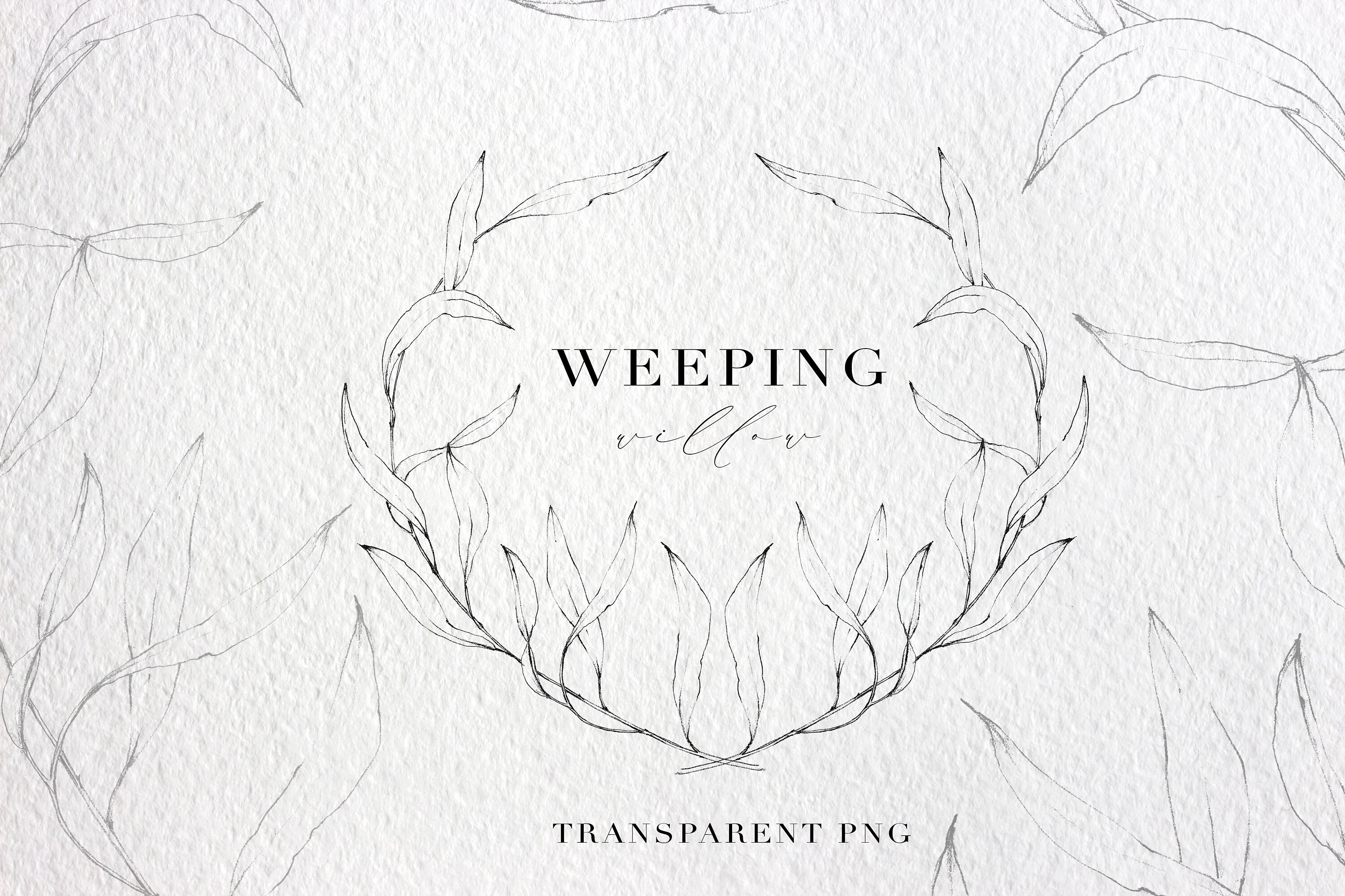 Sauce llorón digital dibujo a mano ilustración de tinta Etsy México