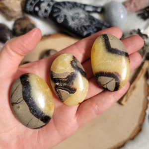 Septarische Palmensteine