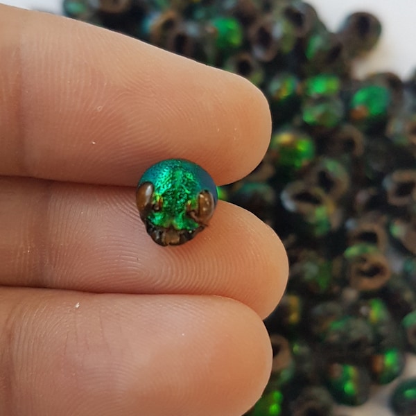 Rare 20 Head Jewel Beetle Sternocera Elytras Metallic Bead Art Craft Supply Green Jewelry Fashion Design Handmade Thailand Insect DIY