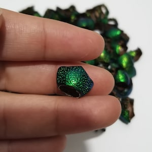 Puede incluir: Primer plano de un ala de escarabajo verde e iridiscente, con una superficie texturizada. El ala está siendo sostenida por un dedo.