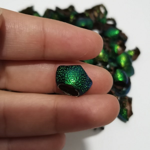 Rare Item 20 Pcs Jewel Beetle Neck Insect Elytra Sternocera Taxidermy Green Jewelry Supplies Craft Part Fashion Thailand Neck Insect Special