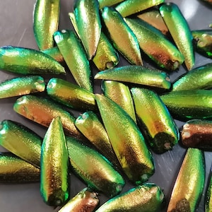 Könnte beinhalten: Eine Sammlung von irisierenden grün-goldenen Käferflügeln. Die Flügel sind lang und schmal, mit einem metallischen Glanz. Sie sind in einem zufälligen Muster auf einer grauen Oberfläche angeordnet.