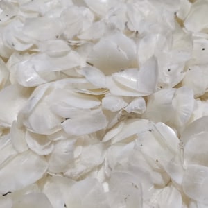 Squame di pesce tinte autentiche da 100 g, naturali, per gioielli artigianali, design artistico, creazione di gioielli con fiori bianchi in osso, petali di rosa