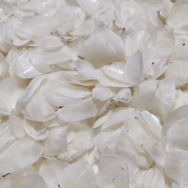 Genuine Dyed Fish Scale 100g Natural Craft Jewelry Art Supply Design Handmade White Flower Bone Jewelry Making Rose Petals