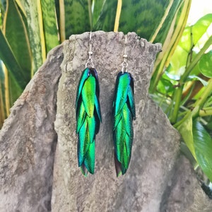 May include: A pair of dangle earrings featuring iridescent green beetle wings. The wings are layered and have a metallic sheen.