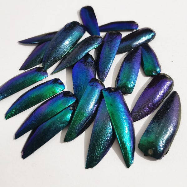 Rare colors 20 Blue Purple Jewel Beetle Wing Elytra Sternocera Taxidermy Craft Supply Jewelry Fashion Design Asia Insect