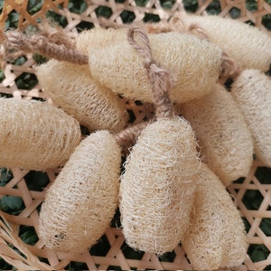 Lote de Luffa de 5-6 cm con cuerda, Exfoliante corporal orgánico, Jabón artesanal, Elaboración de sopas orgánicas, Esponja de lufa natural, Venta al por mayor, Precio al por mayor