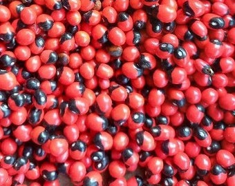50++ Black Red Gunja Seeds Natural Beads Jewelry Making Traditional Craft Eco Friendly Handmade Supply Red Lucky Seed Herbal - No Holes