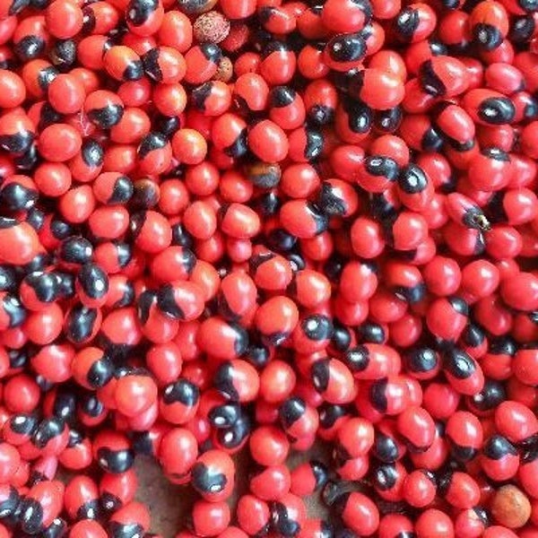 50 + + Graines de Gunja rouges noires Perles naturelles Fabrication de bijoux Artisanat traditionnel Fabriqué à la main et respectueux de l'environnement Graines de chance rouges à base de plantes - Pas de trous