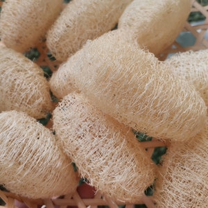 Lote de 5-6 cm de exfoliante de fibra de lufa, exfoliante corporal orgánico, elaboración de jabón, elaboración de sopas orgánicas, esponja de lufa natural, venta al por mayor, precio al por mayor
