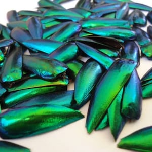 1000 Undrilled Drilled Jewel Beetle Wings Elytra Sternocera Taxidermy Green Jewelry Supplies Fashion Design Craft Supply Thailand Insect