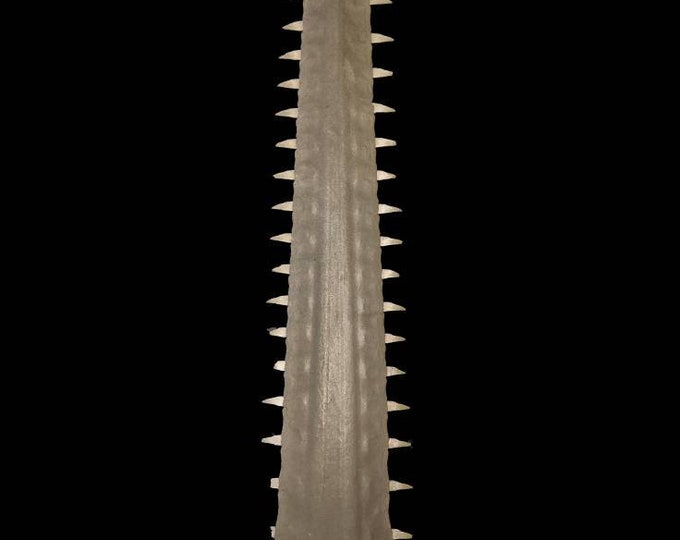 Real Sawfish Nose. Taxidermy. It Would Look Very Stunning Etsy