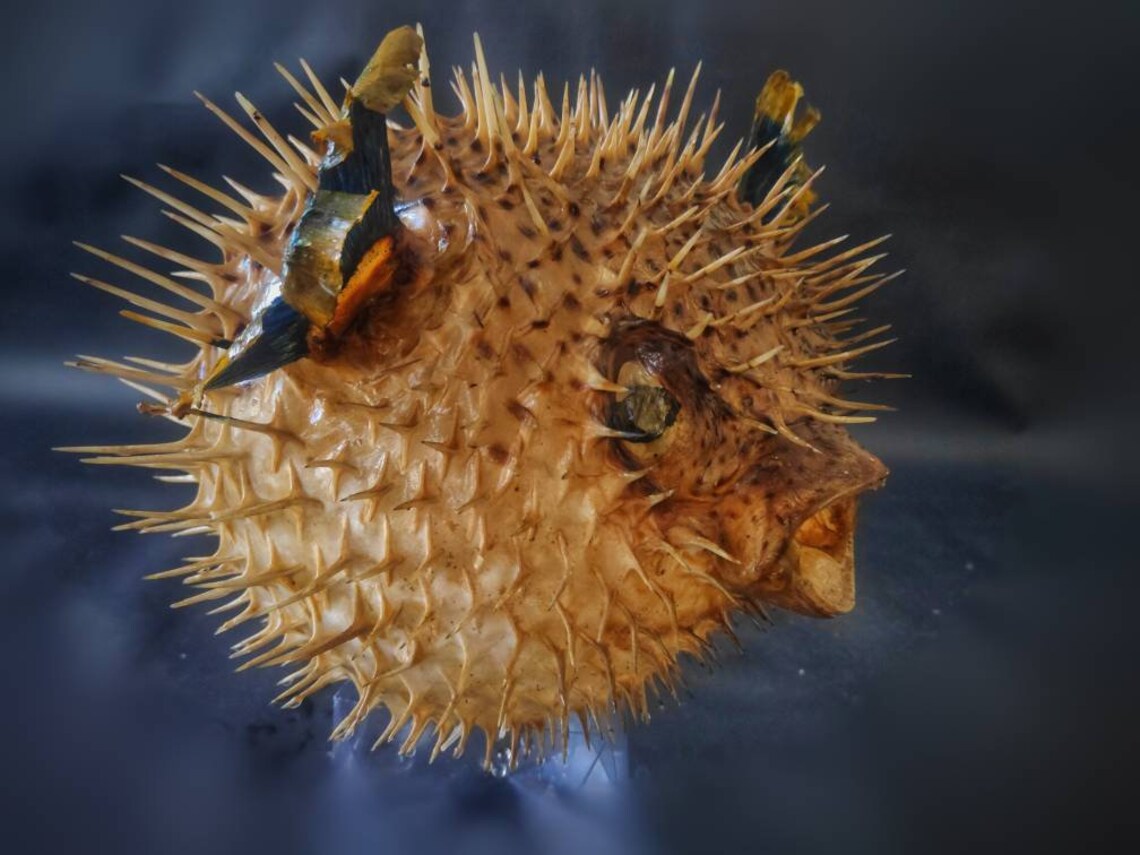 Real dried extra large puffer fish taxidermy huge porcupine Etsy