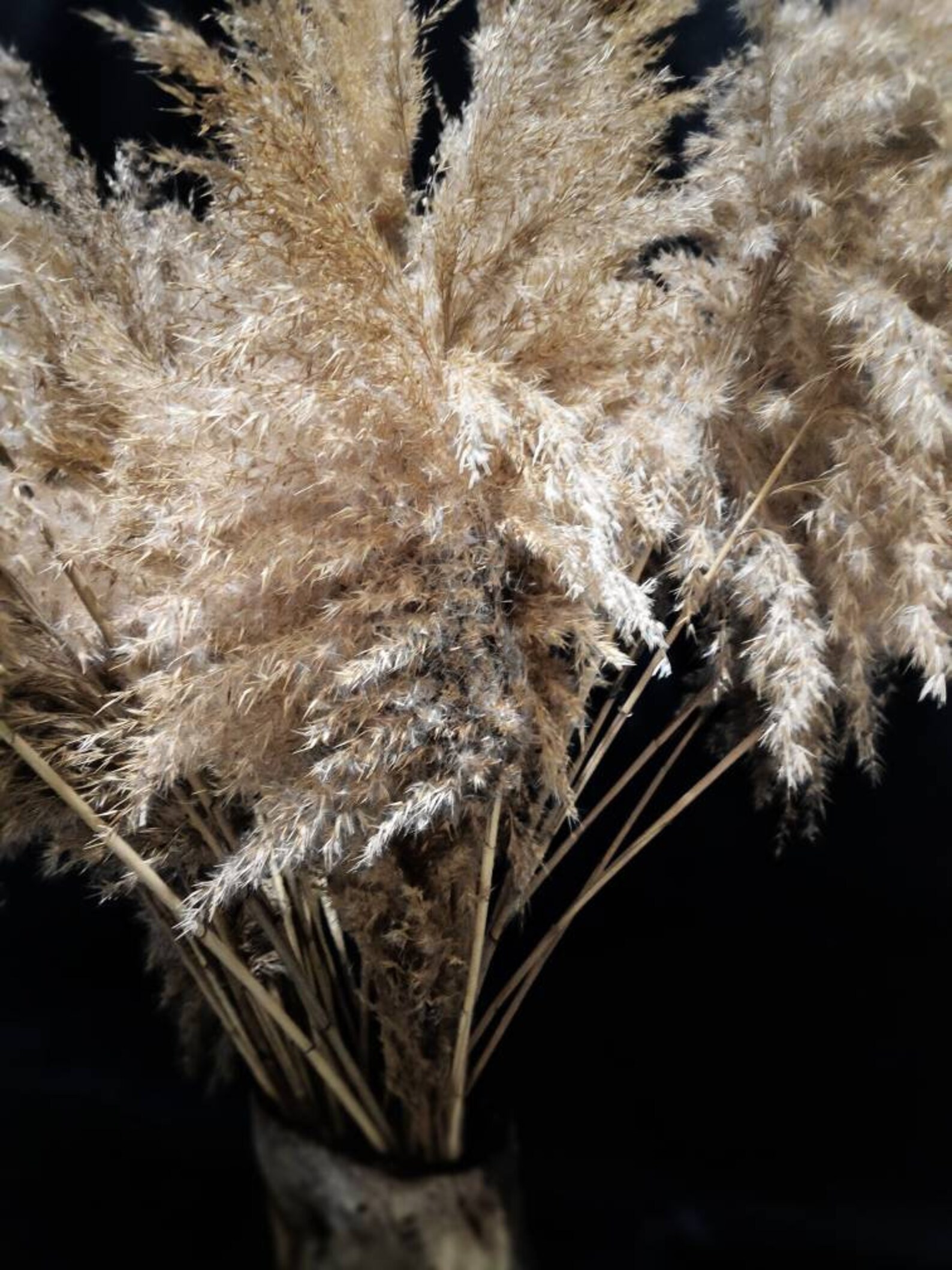 Reeds Dried Flowers as a Beautiful Decoration for Your Sweet Etsy