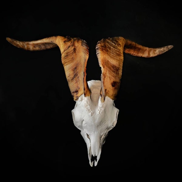 Sale. Real goat skull with huge horns. Very big skull of real goat with extra large brown horns. Taxidermy, skull. Animal skull. Handmade