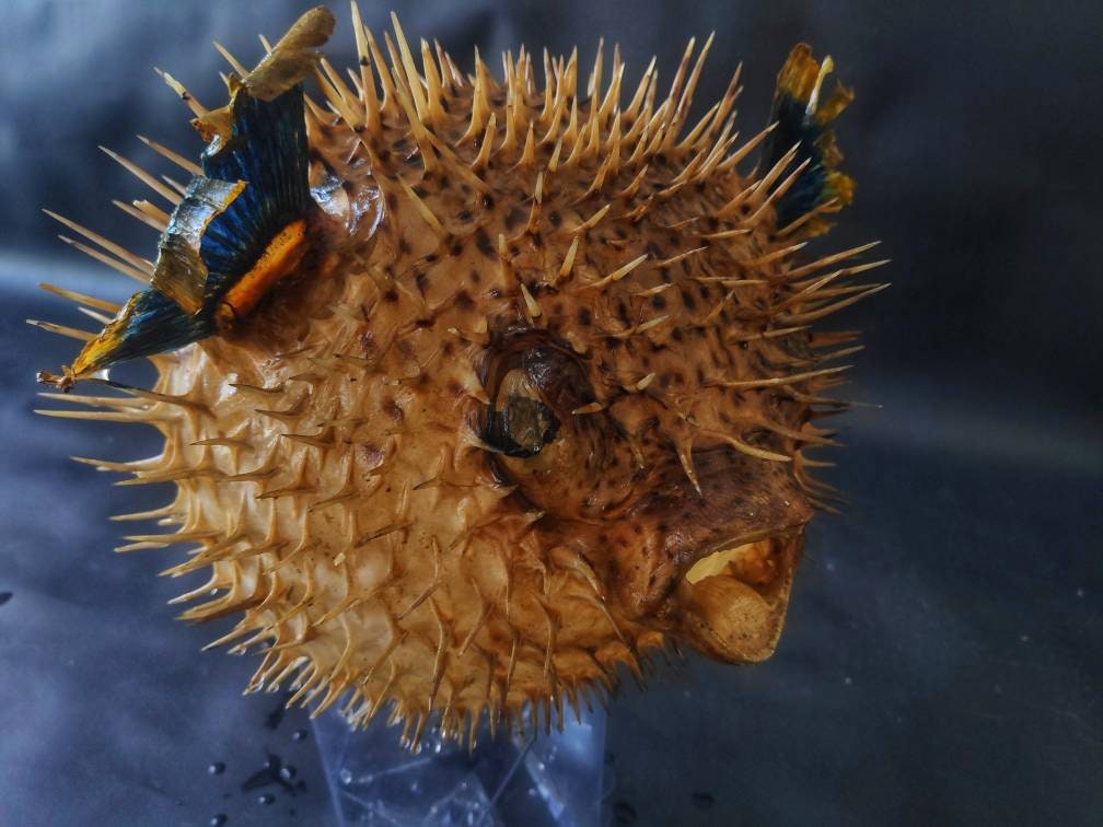 Real dried extra large puffer fish taxidermy huge porcupine Etsy