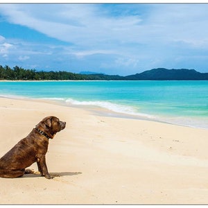 Ansichtkaart - Hond op het strand (4 stuks)