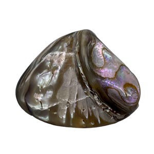 May include: Abalone shell with iridescent colors of purple, silver, and brown. The shell has a smooth, pearlescent surface with natural markings. The shell is a natural, organic shape, and is a decorative item.