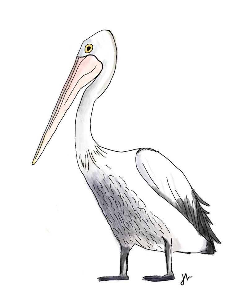 pelican-watercolor-art-print-digital-download-etsy