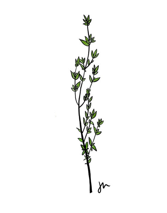 Thyme Plant Drawing