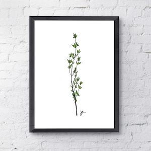 Thyme herb drawing (Digital Download)