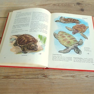 Guide de terrain du livre sur les reptiles vintage, illustrations couleur, collage de pages, tortues serpents tortues grenouilles, décoration murale, chambre d'enfant