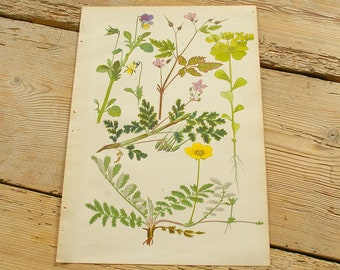 Vintage antique botanical illustration K, Original book plate, Wildflowers plants, Wall decor prints, Color illustrations, old book page