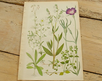 Vintage antique botanical illustration G, Original book plate, Wildflowers plants, Wall decor prints, Color illustrations, old book page
