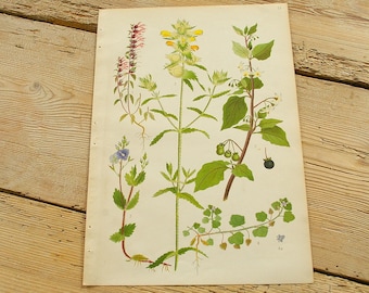 Vintage antique botanical illustration O, Original book plate, Wildflowers plants, Wall decor prints, Color illustrations, old book page