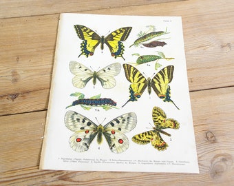 Vintage antique butterfly illustration, Original book plate, moths butterflies, Wall decor prints, Color illustrations, old book page