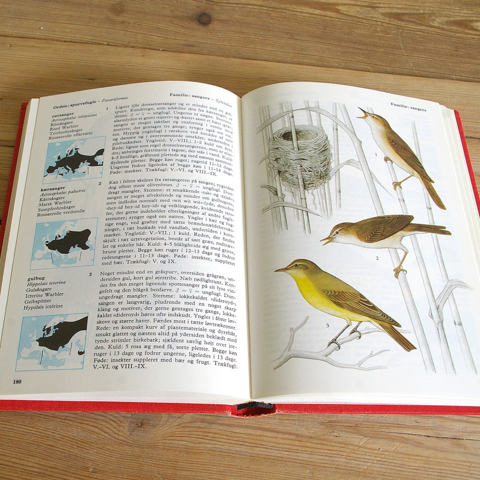 Vintage Book Birds Illustrations Bird Guide Wildlife Owls Etsy