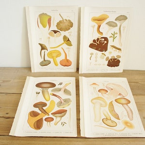4 pages anciennes vintage avec champignons, illustrations couleur de livres anciens, vieilles pages uniques, décoration murale collage colorée