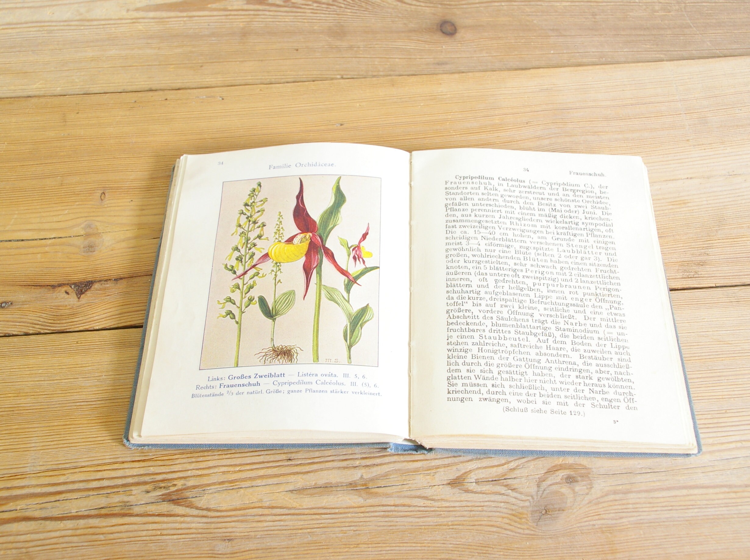 Vintage Flora Book Guide, Forest Flower Ferns Field Guide, Botanical ...