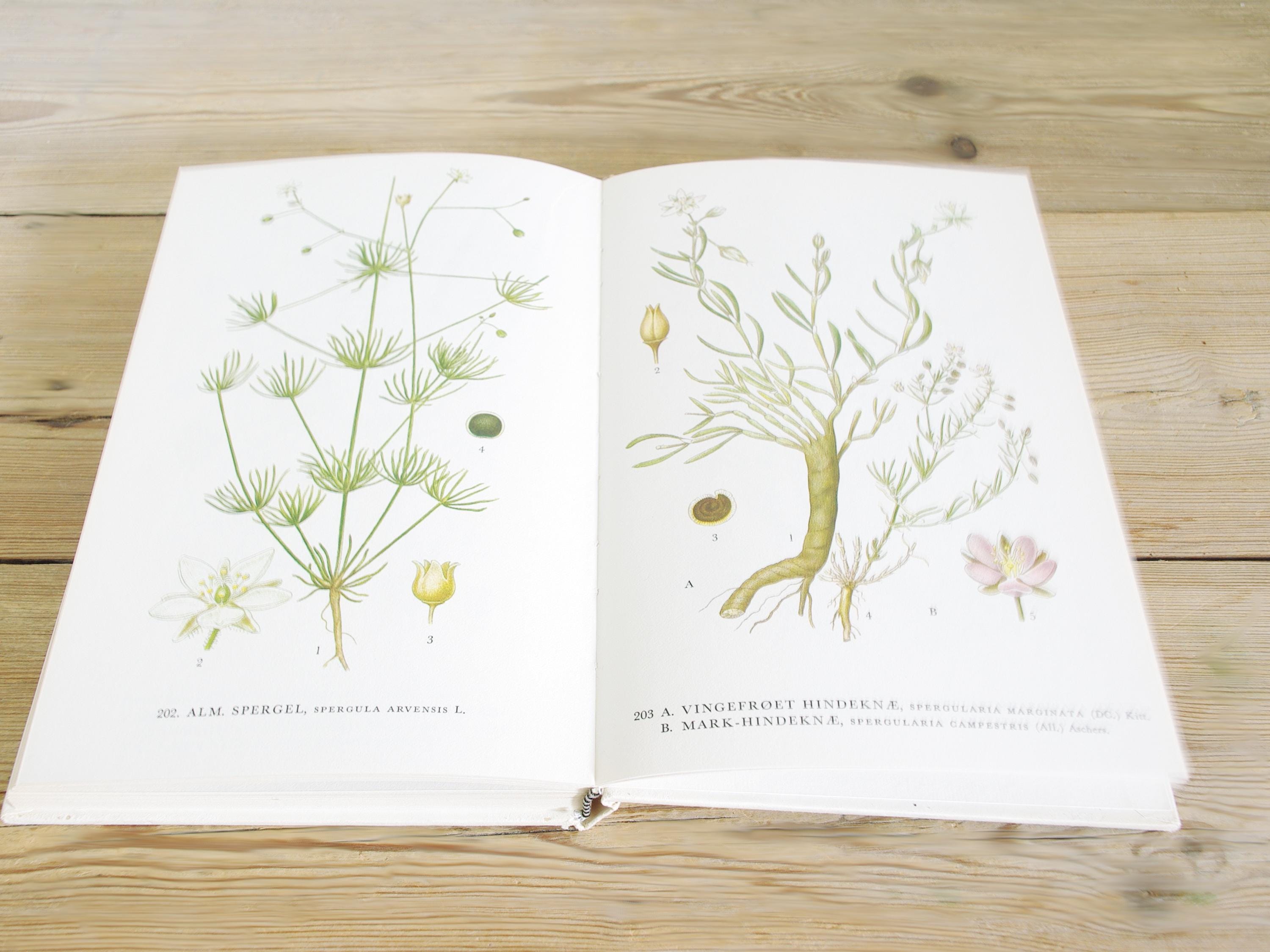 60ページ以上のヴィンテージ植物図鑑（カラーイラスト付き）、野生の花