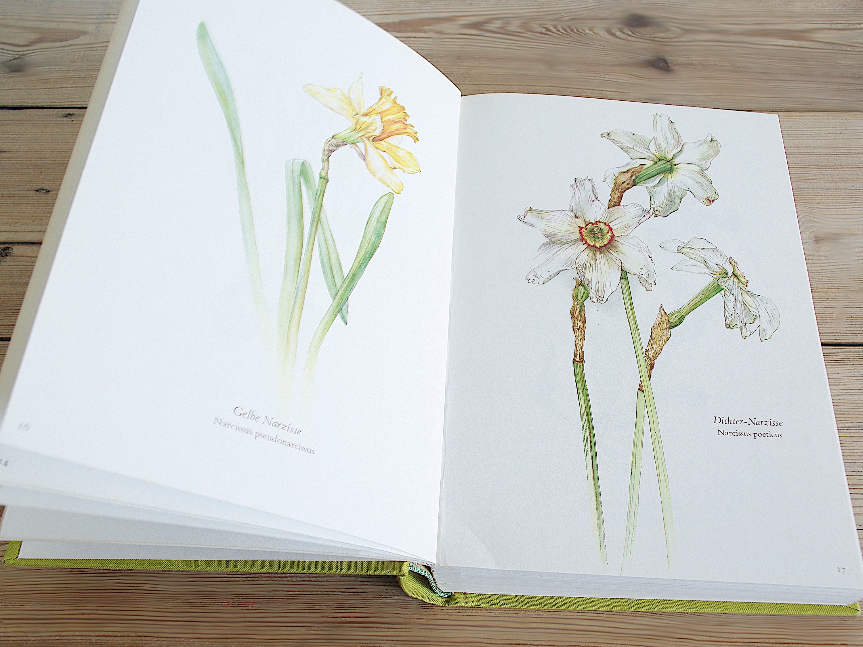 Vintage Botanical Illustration: An Image Archive for Artists