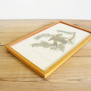 Vintage framed bird print, 50s wall decor, European serin, Goldcrest, entryway bedroom living room, interior decorating, gift for bird lover image 8