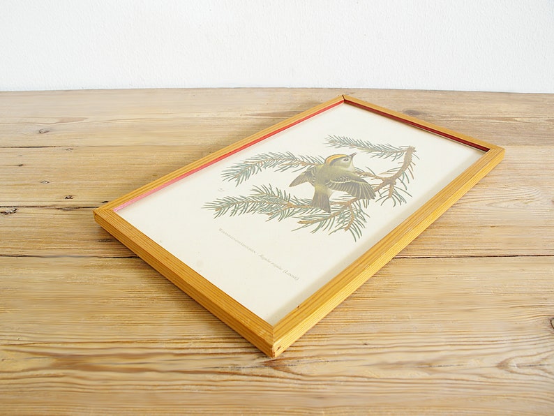 Vintage framed bird print, 50s wall decor, European serin, Goldcrest, entryway bedroom living room, interior decorating, gift for bird lover image 8