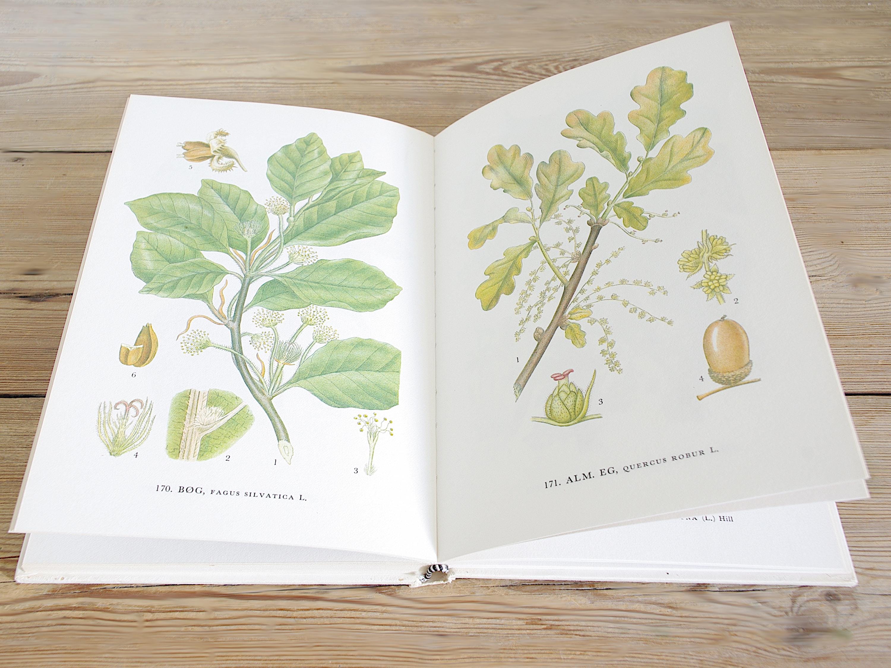 60ページ以上のヴィンテージ植物図鑑（カラーイラスト付き）、野生の花