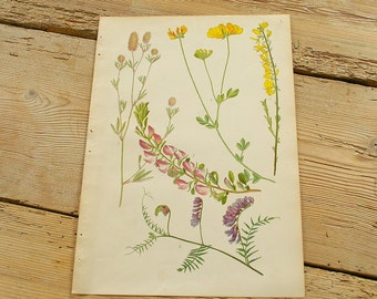 Vintage antique botanical illustration L, Original book plate, Wildflowers plants, Wall decor prints, Color illustrations, old book page