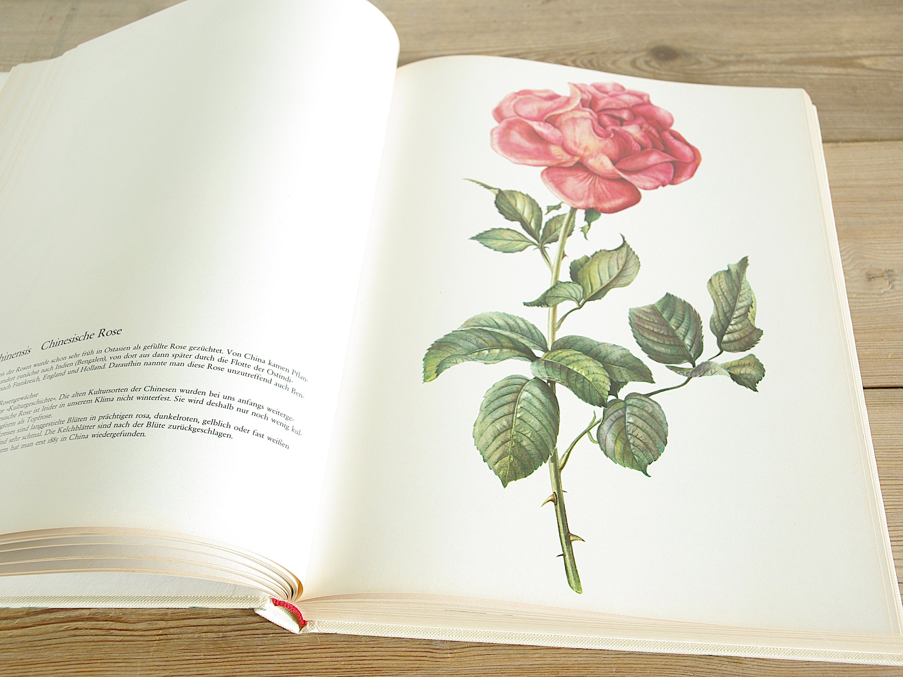 Vintage Big Flower Book With 115 Beautiful Color