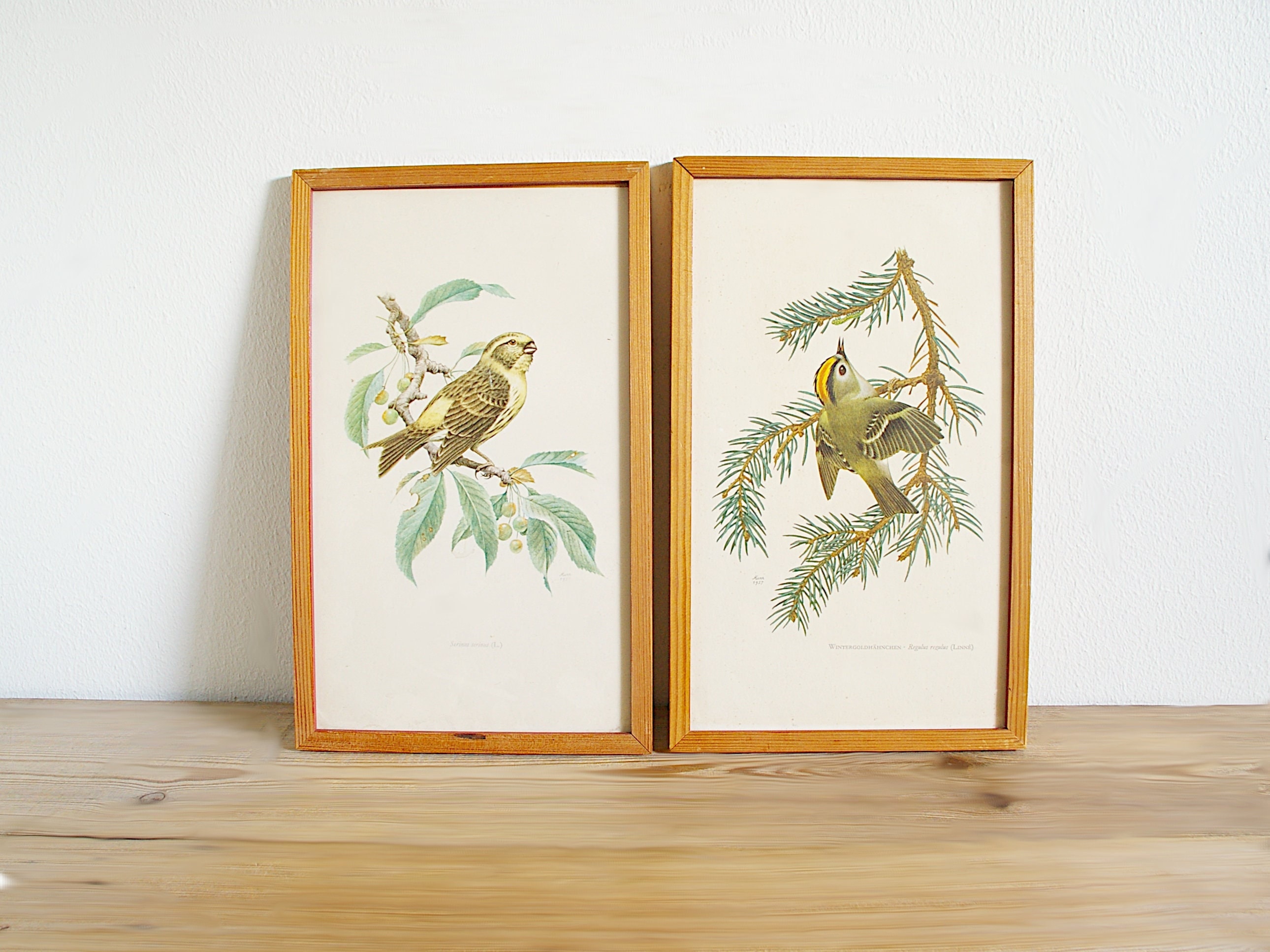 Vintage Framed Bird Print 50s Wall Decor European Serin Etsy