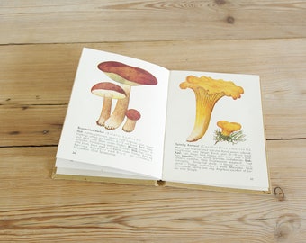 Vintage small mushroom fungi book, botanical color illustration, toadstool field guide, drawing print wall, old colorful collage, very old