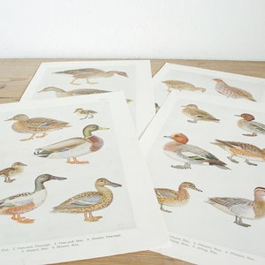 Vintage 4 pagine di vecchi libri di uccelli, pagine di collage di uccelli, illustrazioni dal libro originale, decorazioni murali con stampe a colori, fornitura di carta unica