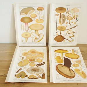 4 pages anciennes vintage avec champignons, illustrations couleur de livres anciens, vieilles pages uniques, décoration murale collage colorée