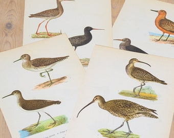 Vintage old bird book pages, bird collage pages, illustrations from original book, Color illustrations, Prints wall decor, Paper supply,