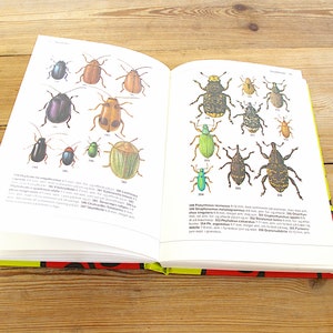Guide de terrain pour un livre sur les insectes vintage, créations artisanales pour la décoration d'Halloween, papillons abeilles araignées coléoptères insectes, insectes rampants, illustrations de pages de collage