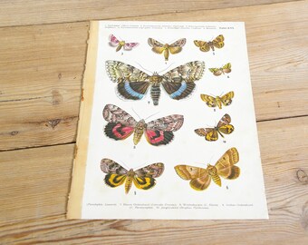 Vintage antique butterfly illustration, Original book plate, moths butterflies, Wall decor prints, Color illustrations, old book page